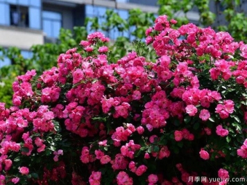 武汉新增多条绝美月季花道，江城处处花海景观