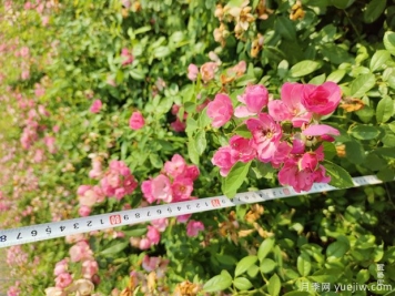 安吉拉月季盆栽苗，60厘米高基地发货