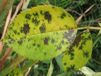 深秋天季节月季出现斑点的病害原因与防治