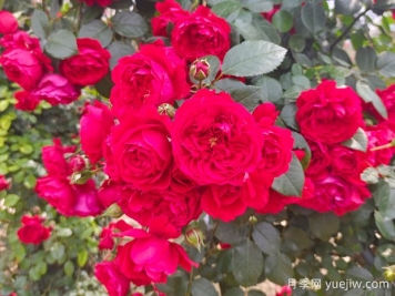 6款红色系的藤本月季品种，适合打造网红花墙