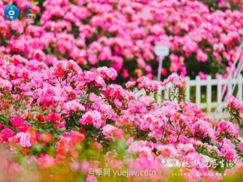 2024年第二届杭州市月季花展举办，赏500万株月季
