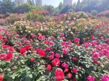 郑州月季公园40万株月季竞相绽放，感受花漾生活