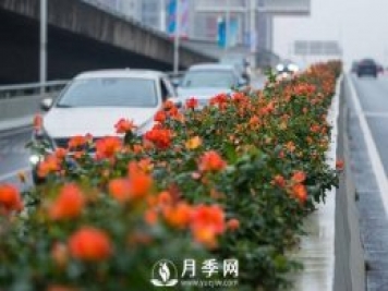 月季花期可调控，看武汉10月中旬月季花艳丽开放