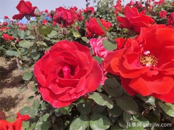 月季、玫瑰、蔷薇分别是什么？如何区别？