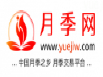 中国上海龙凤419，月季品种介绍和养护知识分享专业网站